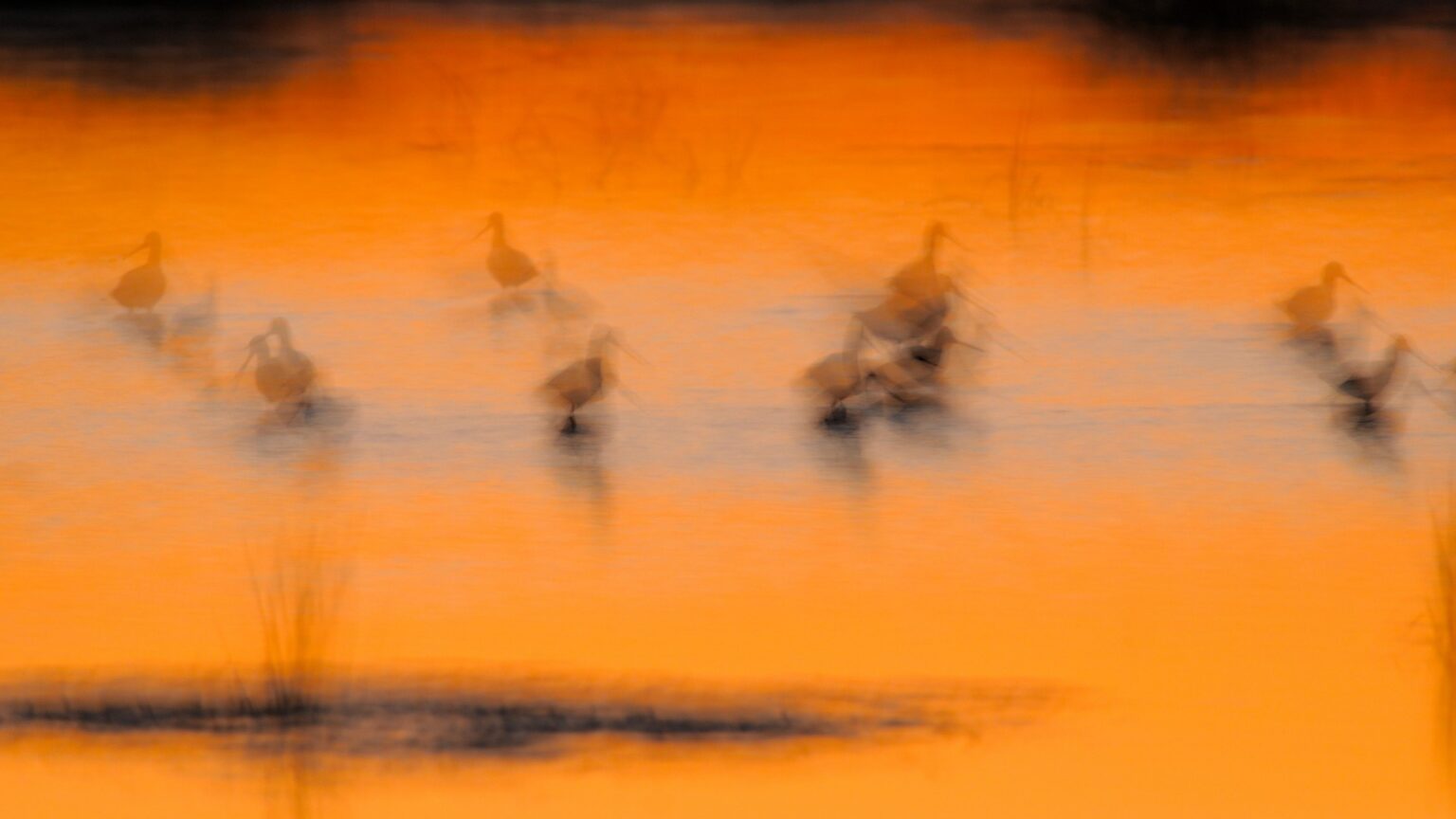 danube delta morning