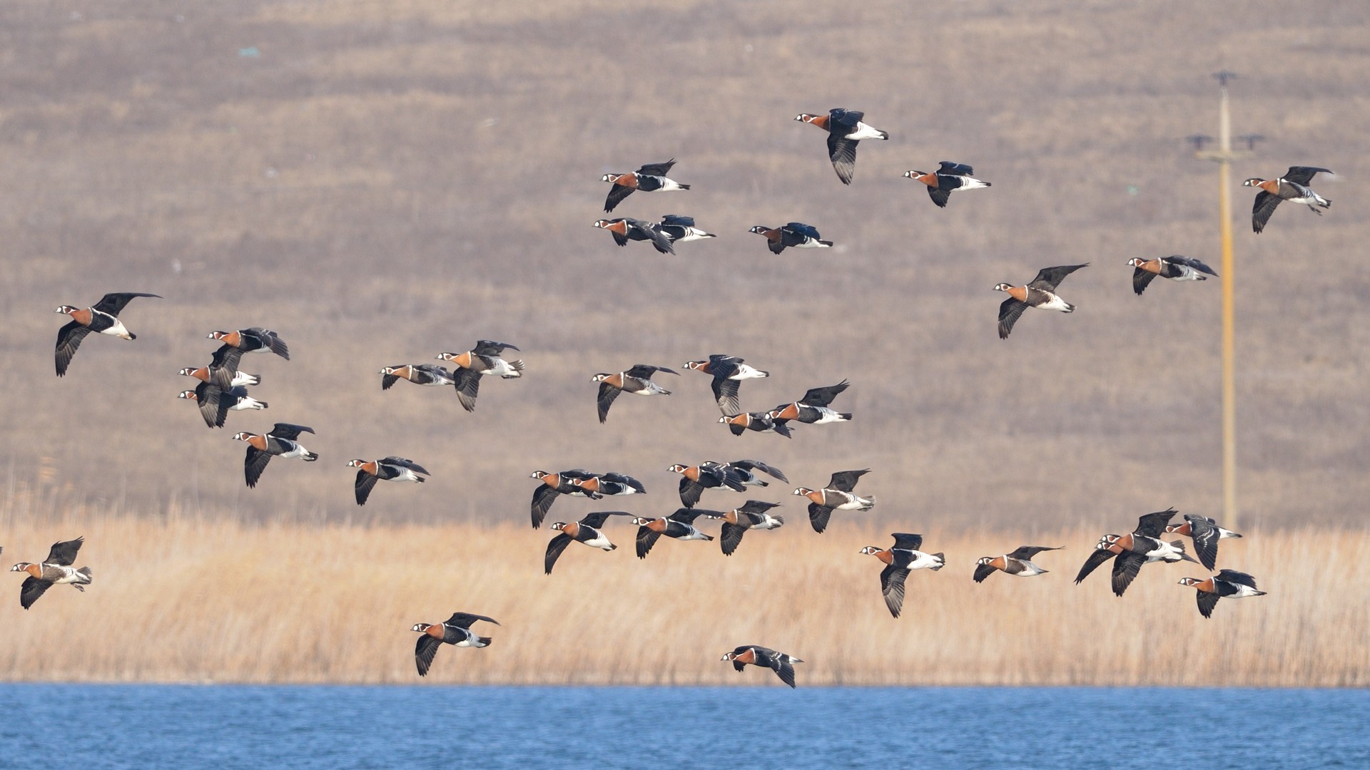 Red breasted geese flock