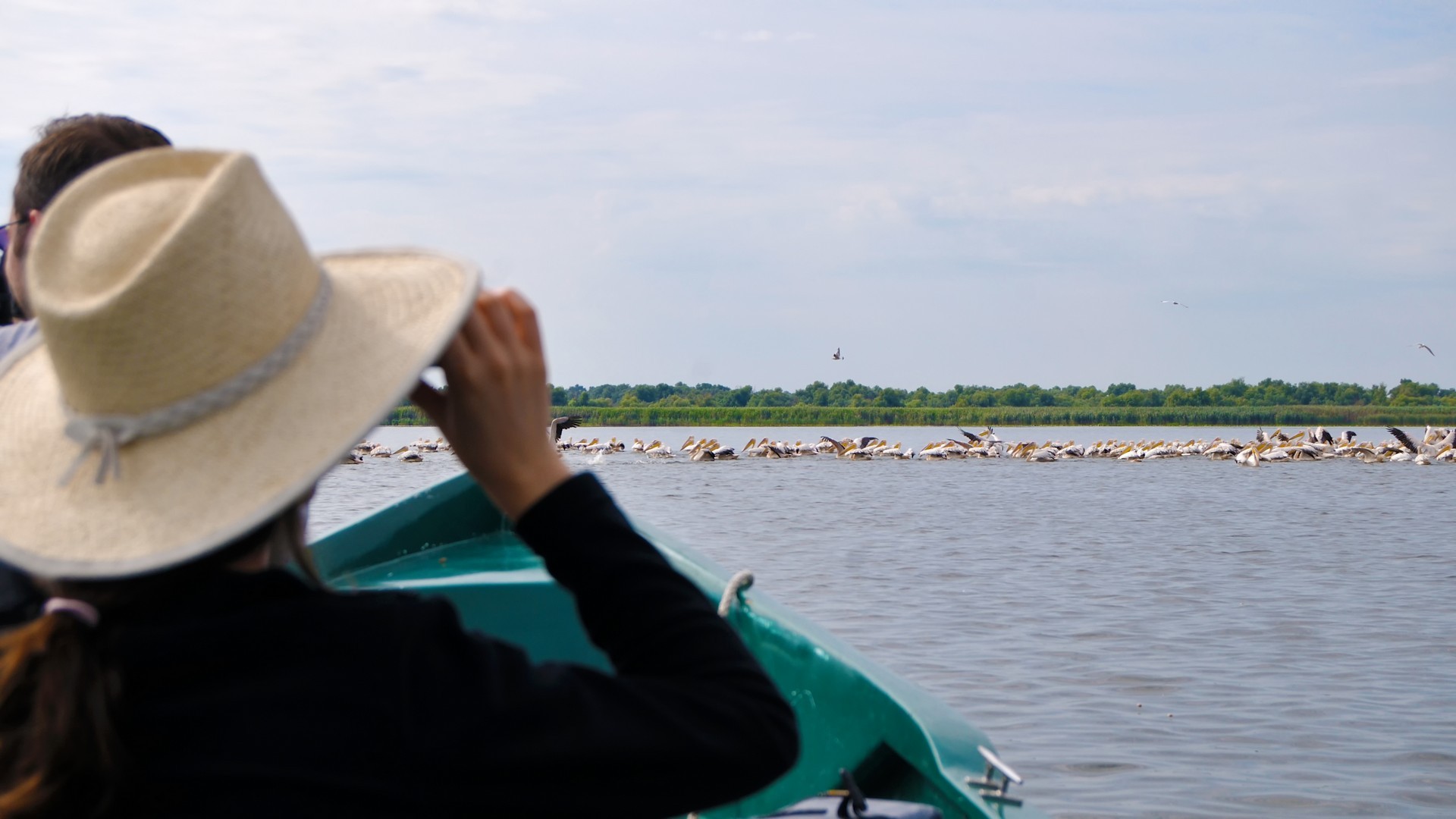 birdwatching in the Danube Delta