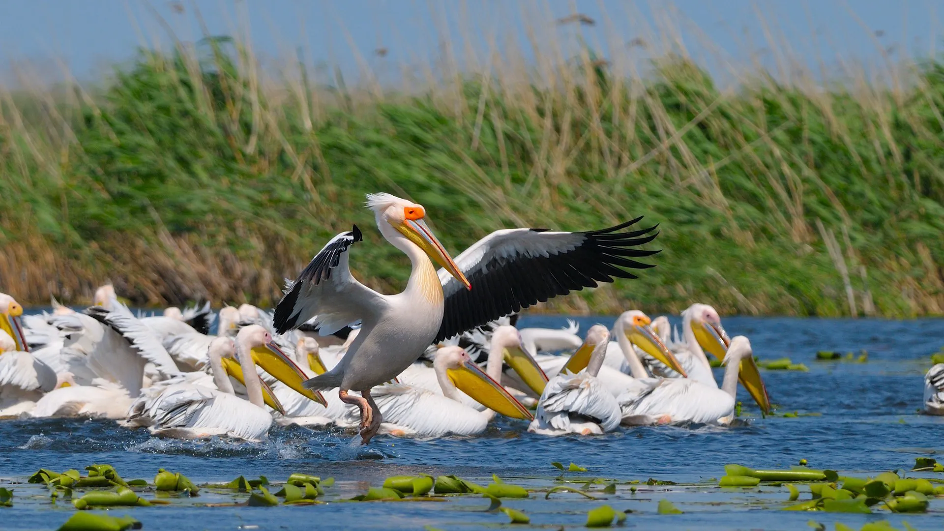 Great White Pelicans on a Danube Delta lake