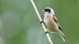 Penduline Tit on a reed, in Danube Delta
