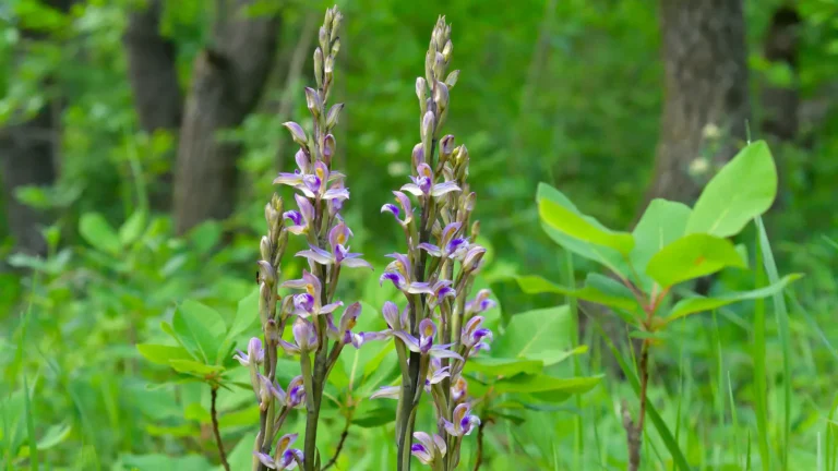 Wild Orchids to Letea Forest