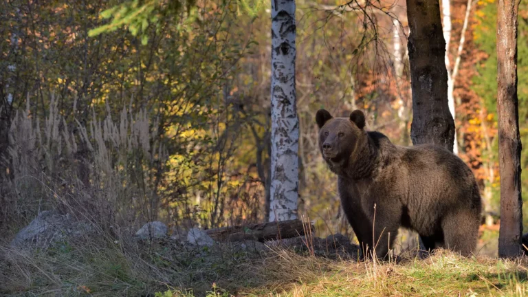 Old Bear in Forest Landscape