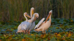 Pelicans on waterlily islands, in Danube Delta