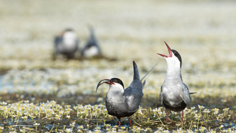 Whiskered Tern (Chlidonias hybrida)