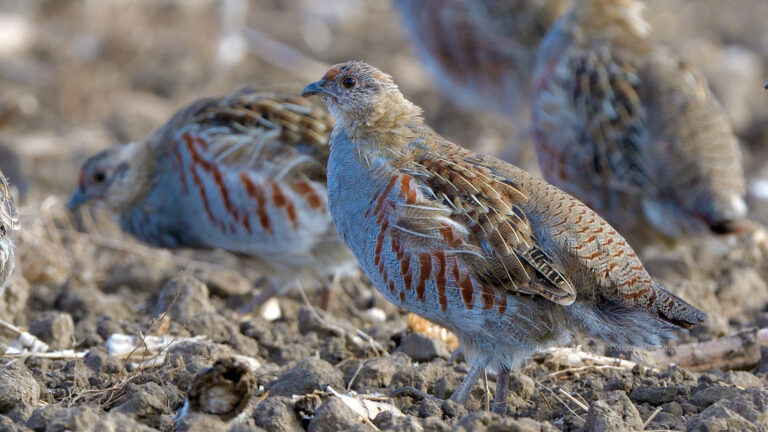 Grey Partridge (perdix perdix) in Dobrogea