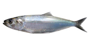 The Danube Shad (Alosa immaculata)