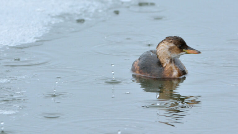 Little grebe (Tachybaptus ruficollis)