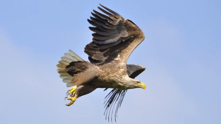 White-tailed Eagle, the largest raptor in Romania