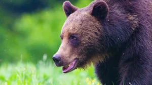 Bears from Hide Photo Tour