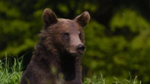 Bears of Transylvania, portrait