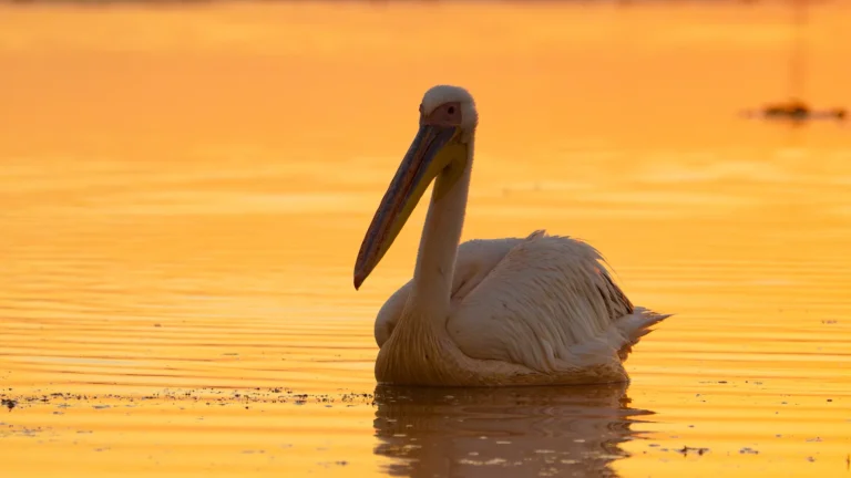 Danube Delta Photo Tour Evening Light