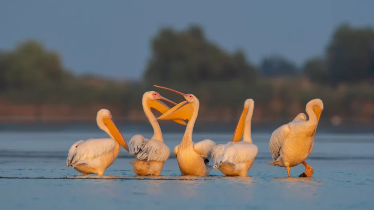 Danube Delta Pelicans seen from open boat