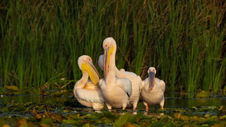 Danube Delta Pelicans Photo Tour Wildlife