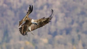 Griffon Vulture from Balkan Mountains