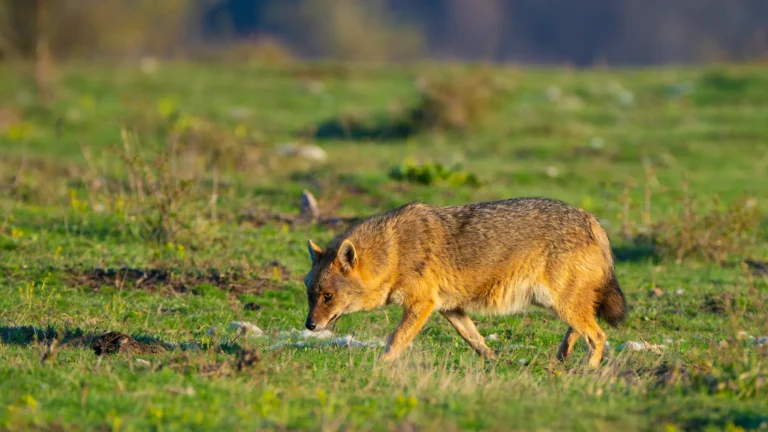 Danube Delta Hide photography ultima frontiera golden jackal