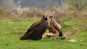Cinereous and Griffon Vultures in Bulgaria, Balkans