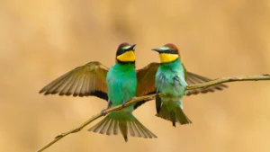 Bee-eaters mating behavior in Dobrogea