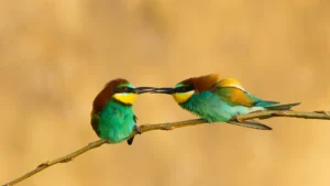 Dobrogea Wildlife Photo Tour from Hides