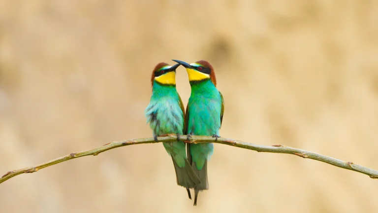 Bee-eaters Photo Tour in Dobrogea from hide