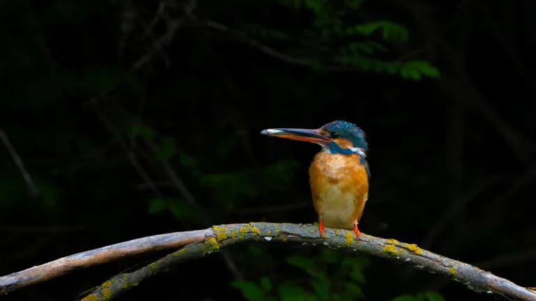 Hide photography Danube Delta