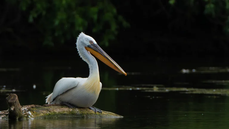 Danube Delta Wildlife Photo Tour