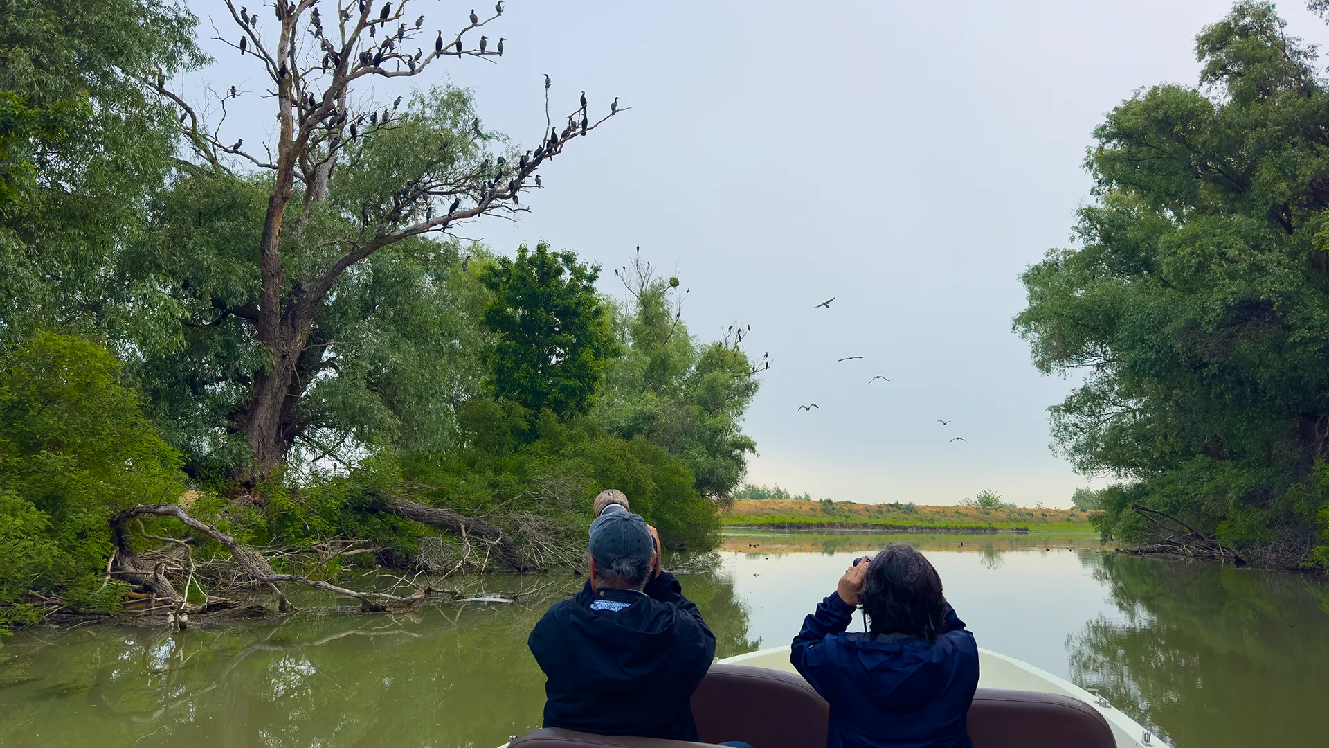 Watching and Photograph Birds to the Danube Delta, from Boat