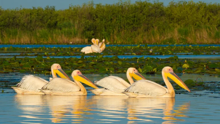 Danube Delta Pelicans, our target for Birding Tours