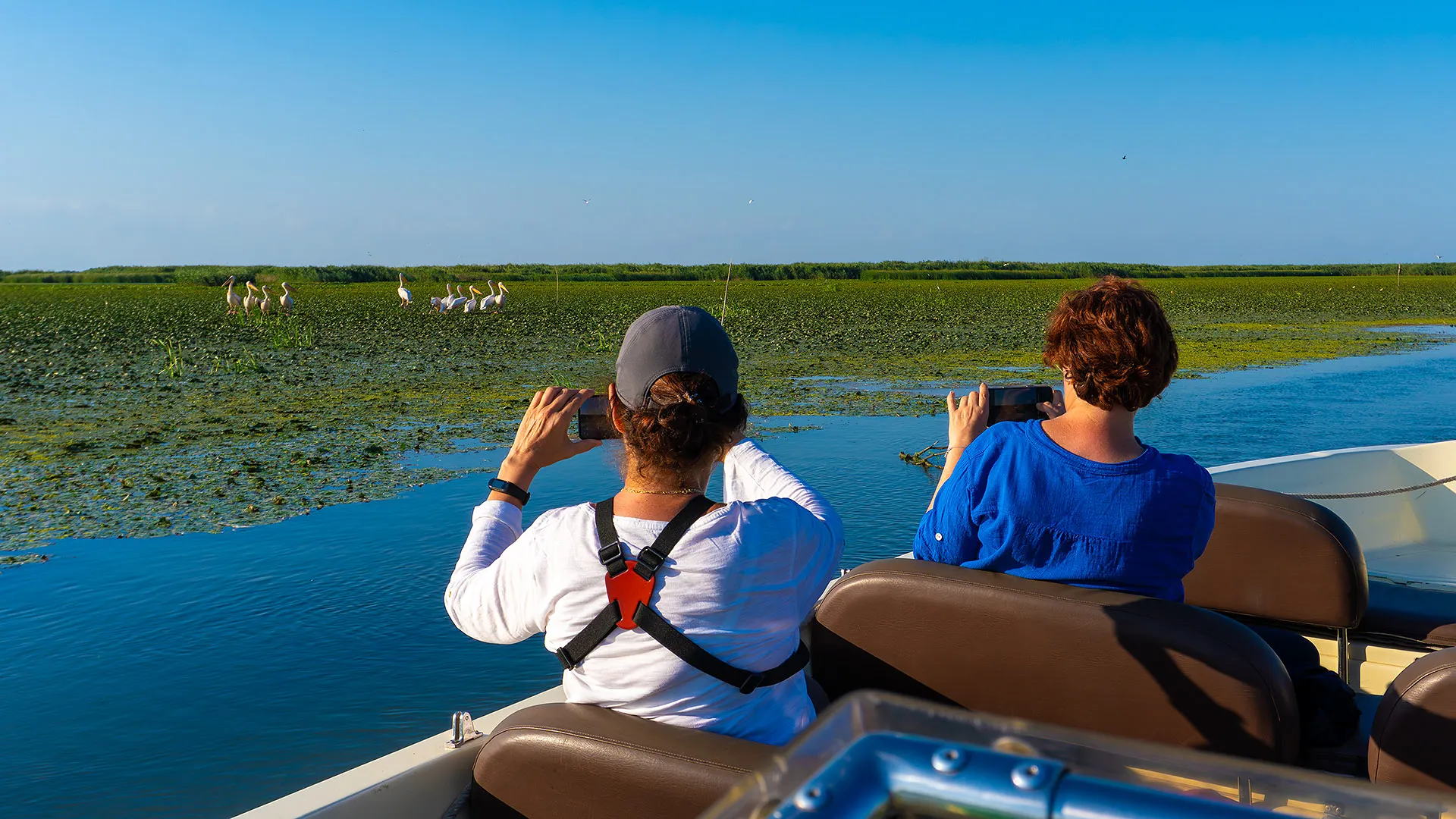 Two guests photographing pelicans from an open boat among water lilies