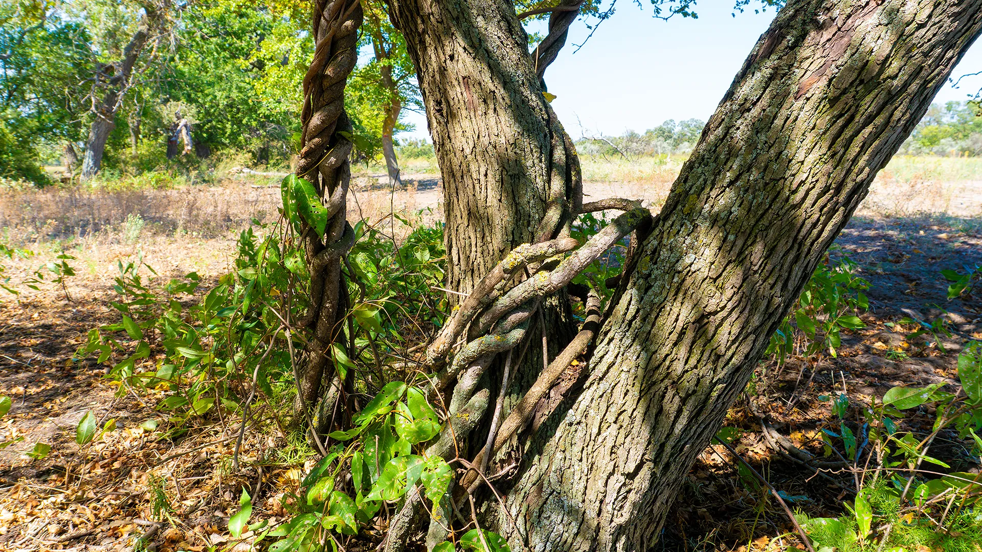 Old oak wrapped in lianas in Letea Forest