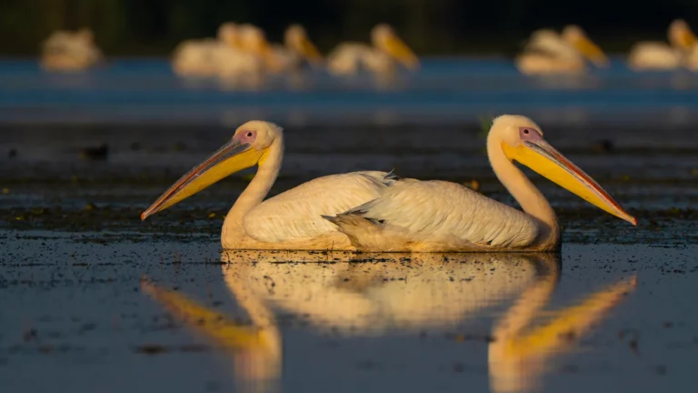 Danube Delta Pelicans in birding tour