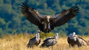 Griffon Vulture from Bulgaria, Balkan Mountains