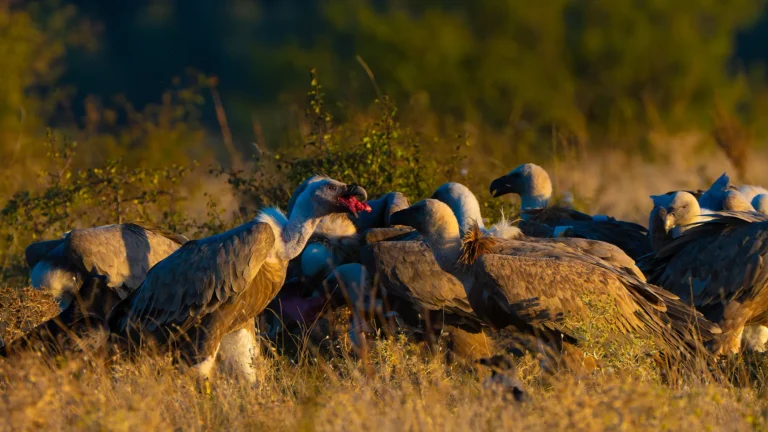 Griffon Vultures Feeding on Balkan Mountains