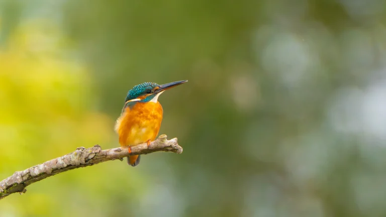 Kingfisher in Danube Delta Birding Tour
