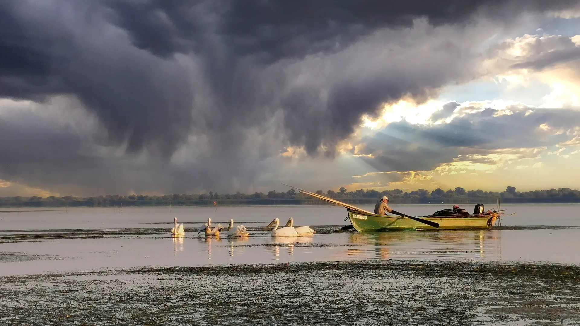 Local fishermans and pelicans in the Danube Delta