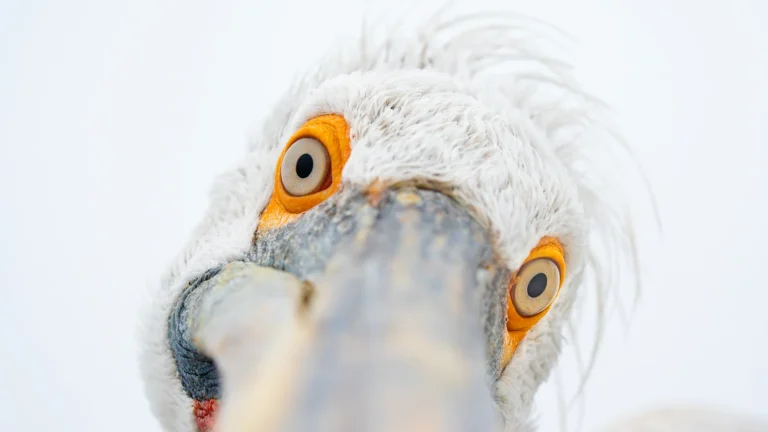 Dalmatian Pelican Portrait
